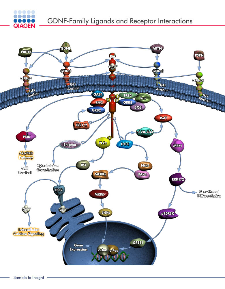 Gdnf pathway